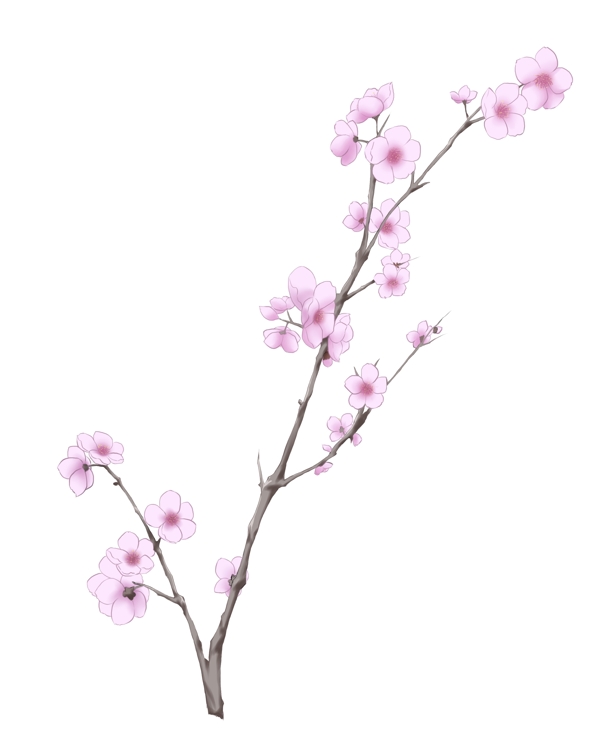 粉白色的花朵插画