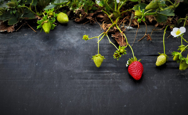 生长草莓植物图片