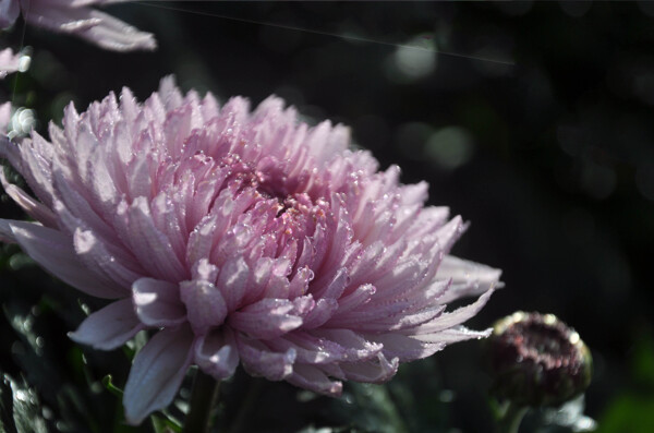 雨后粉色菊花图片