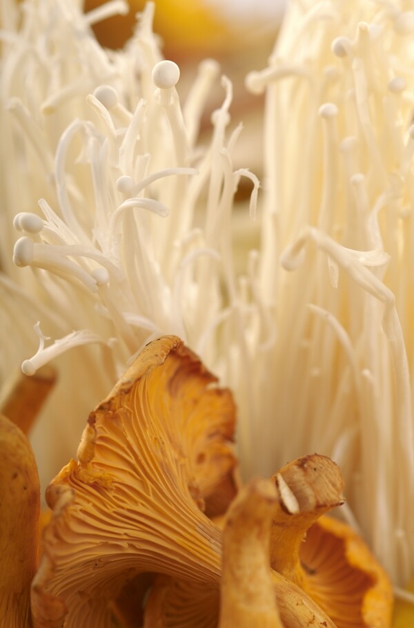 金针菇与蘑菇图片