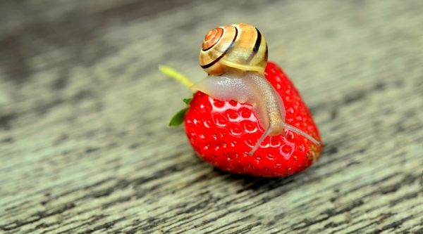 草莓和蜗牛