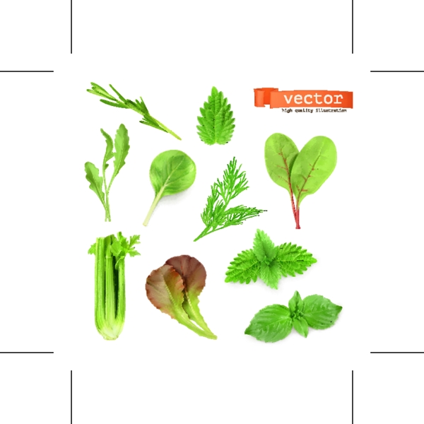 矢量蔬菜绿色健康