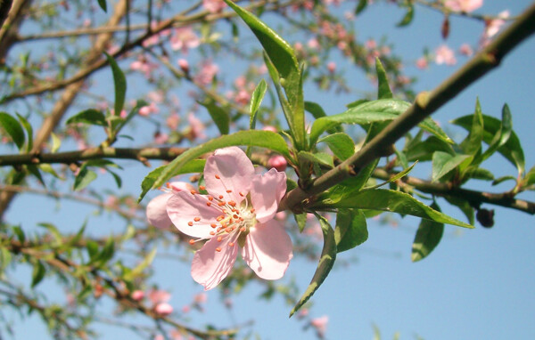 桃花图片