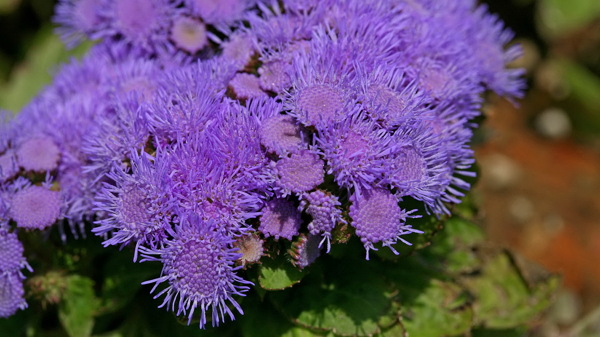 唯美紫色藿香蓟图片