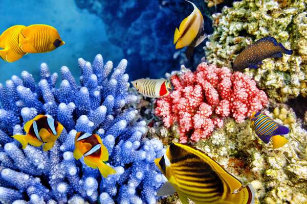 海底珊瑚与鱼群摄影