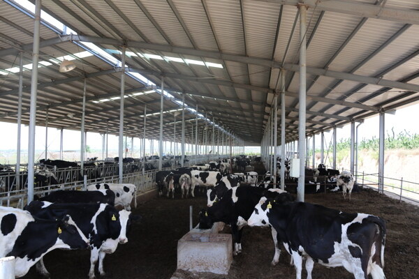 奶牛场奶牛农业养殖养殖业