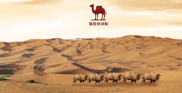 骆驼沙漠图片