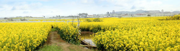 油菜花图片