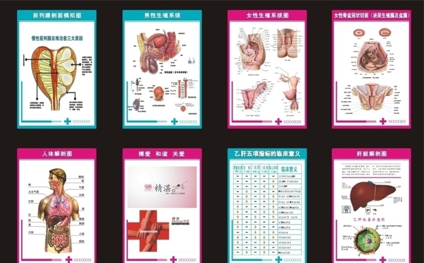 人体解剖图与生殖器官解剖图图片