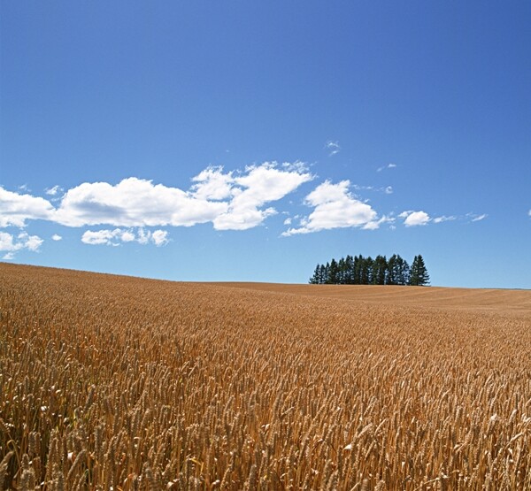 小麦熟了树木天空云彩设计海报背景