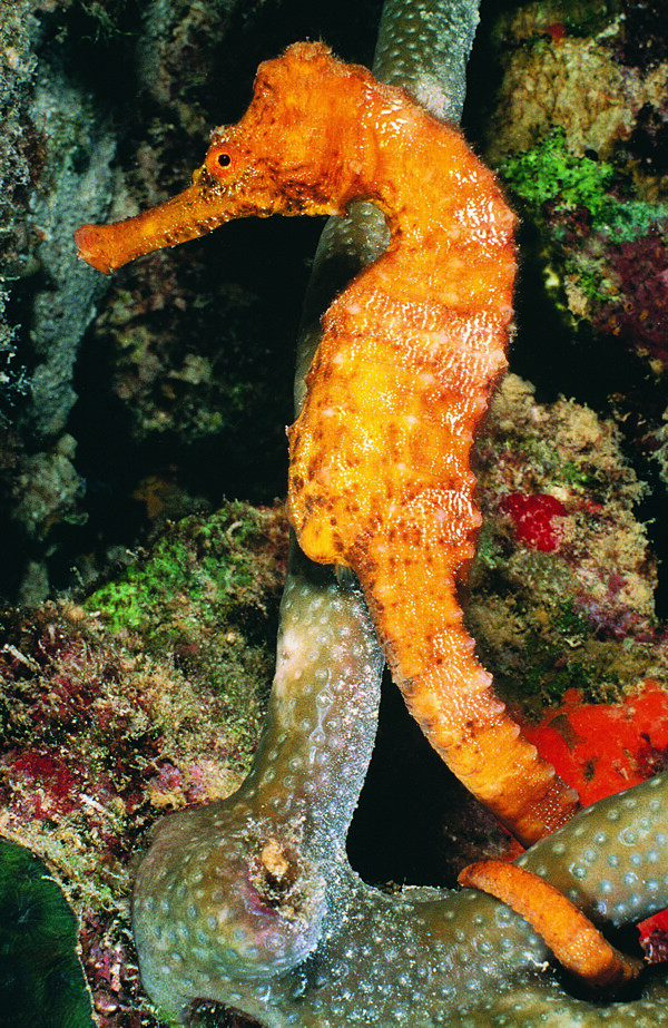 海洋生物海马