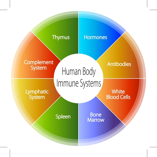 人体免疫矢量素材
