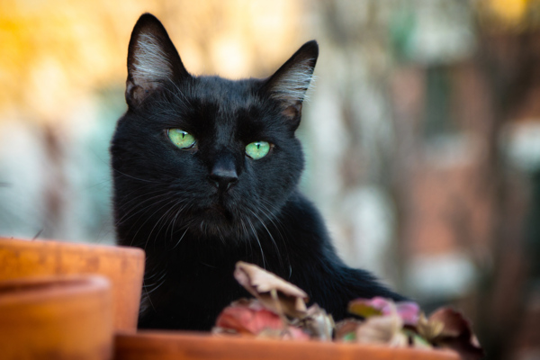 黑色小猫摄影