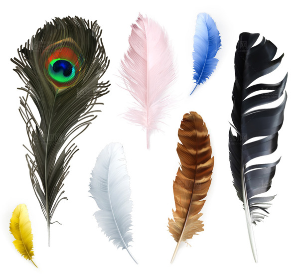 鸟类羽毛设计矢量素材