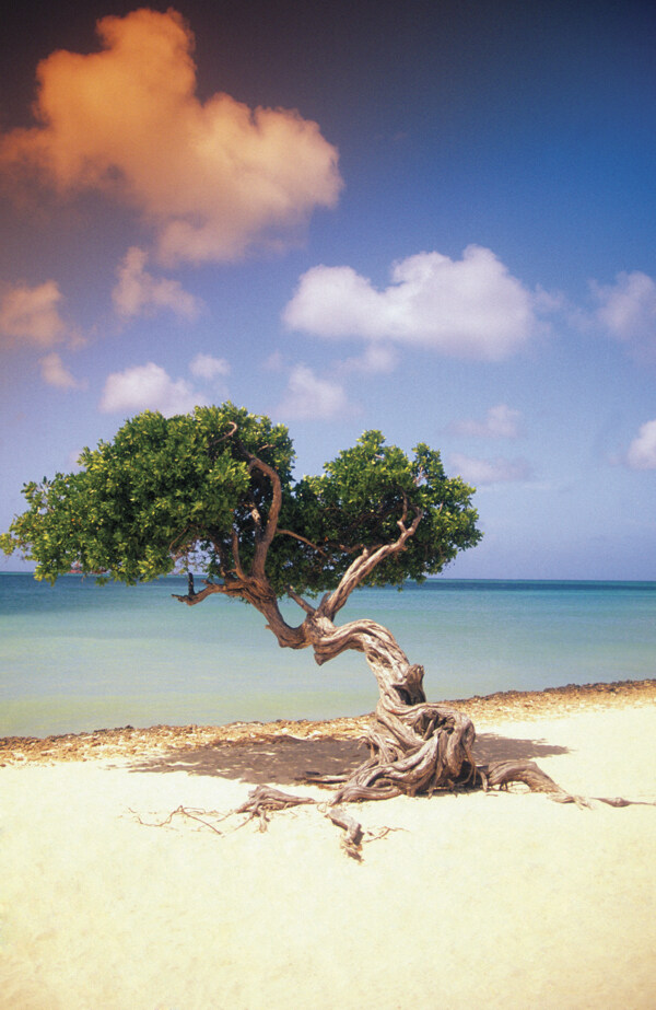 沙滩上的陈年老树图片