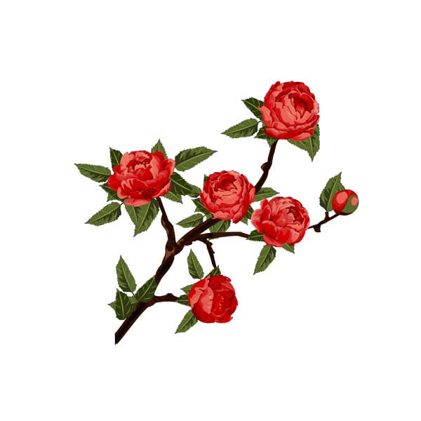 手绘水彩写实红色玫瑰花