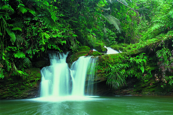 树植物水风景