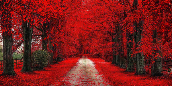 红色树林小路图片素材