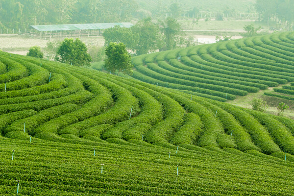 规模种植的茶叶园图片