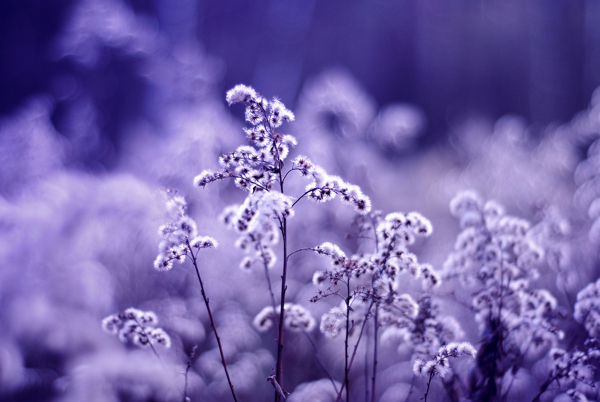 漂亮的紫色花朵图片