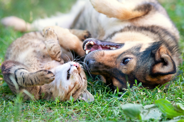 草地天聊天的猫和狗