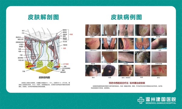 皮肤解剖图