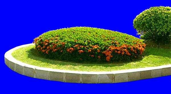 灌木植物贴图素材建筑装饰JPG1902