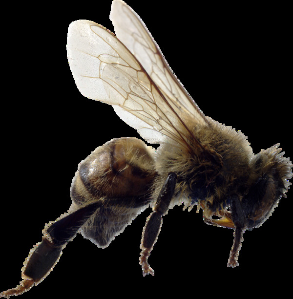 蜜蜂图片免抠png透明图层素材