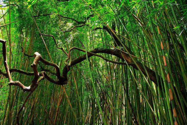 竹林风景摄影