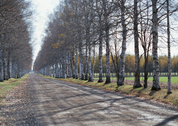 乡村公路摄影图片