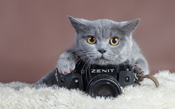 灰色小猫图片
