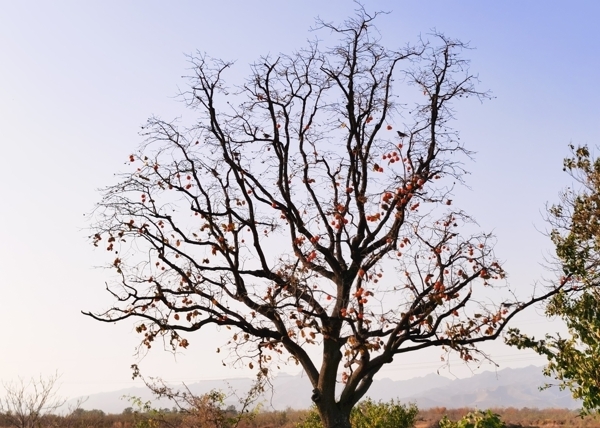 秋季的柿子树图片