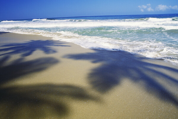 海浪冲刷着椰子树的影子图片图片