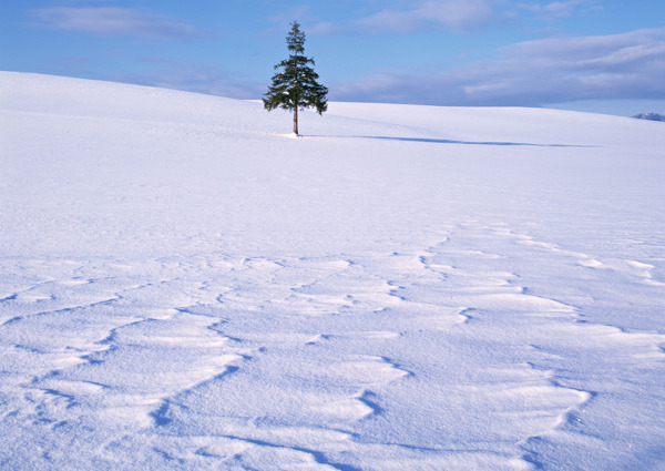 冬季雪地上一棵松树图片