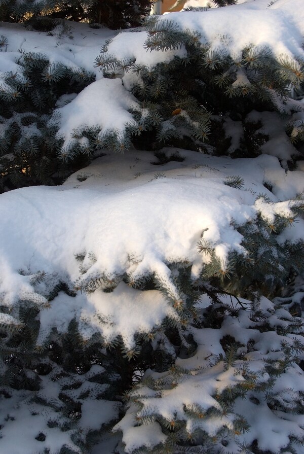 树上的白雪图片