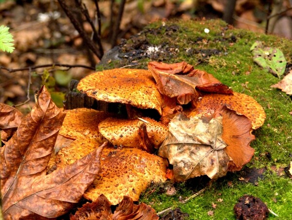 苔藓上的树叶图片