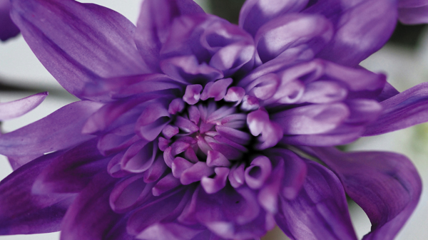 花春紫色植物