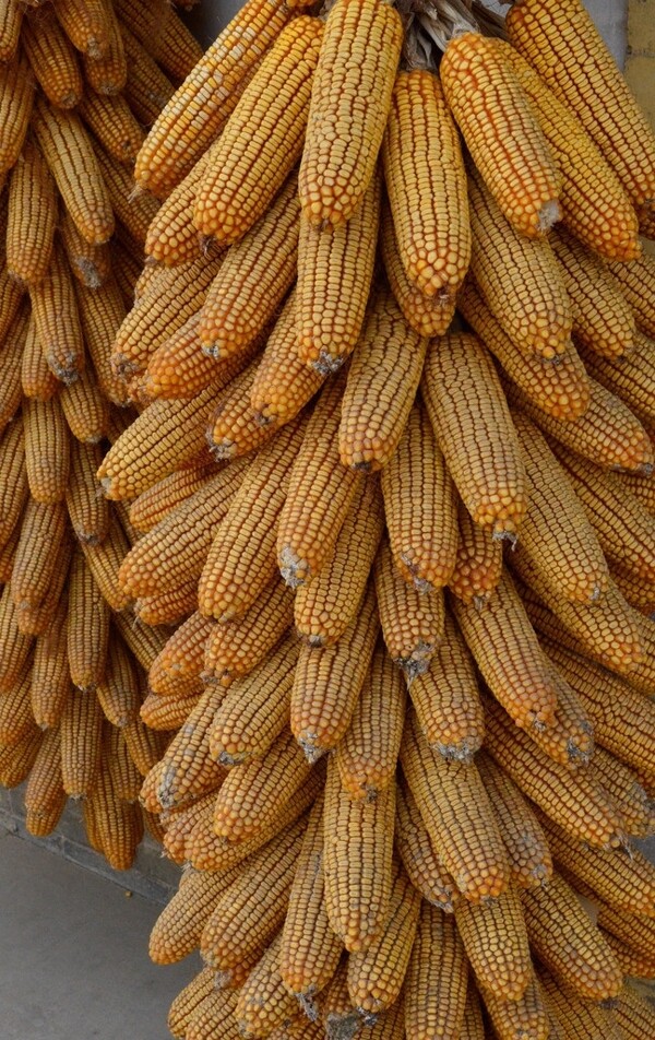 玉米棒子图片