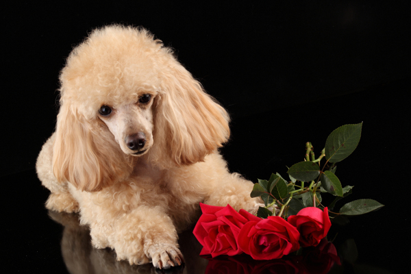 红色玫瑰花和狗