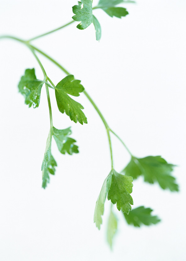 高清晰芹菜