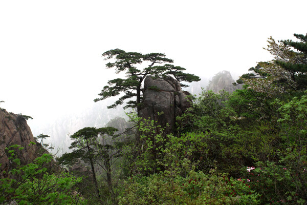 黄山风景图片