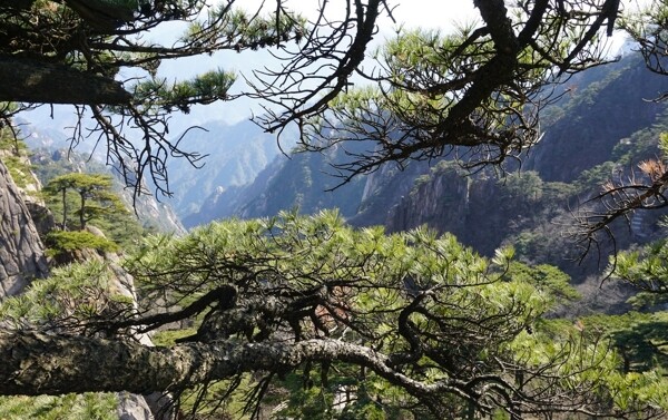 黄山松图片