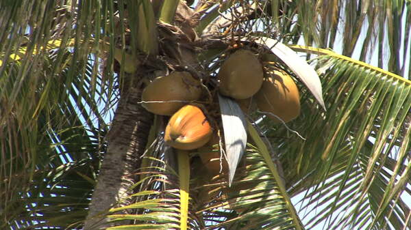 椰子树的股票视频缩放