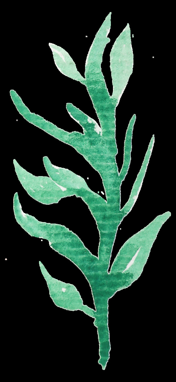 清新水彩植物树叶插画