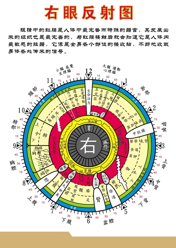 中医人体右眼诊断反射图图片