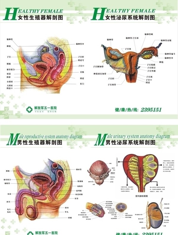 男女生殖系统解剖图图片