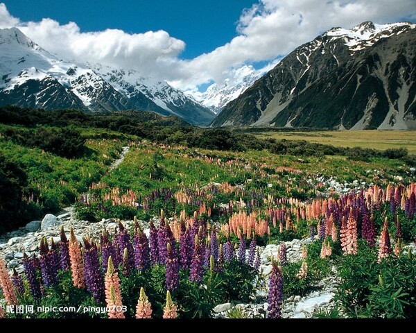 加拿大雪山与草地图片