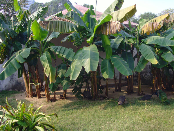 芭蕉树和孔雀图片