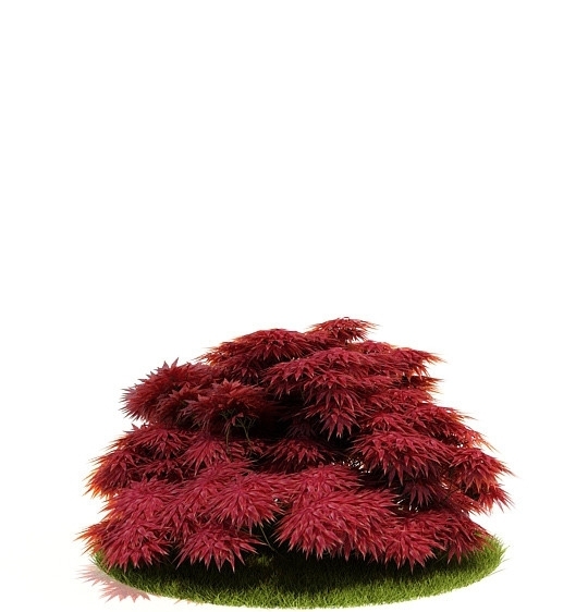 3D红色灌木模型图片