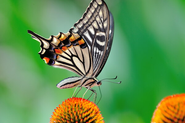 美丽的花蝴蝶图片